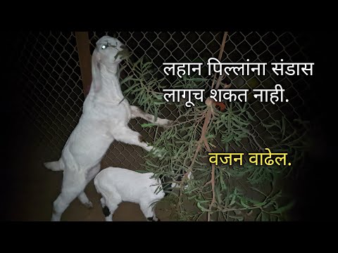 Kichkina qizni katta xoroz becerdi