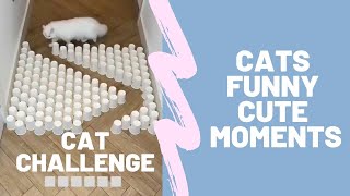 Cats Funny Cute Moments HD video || Cat Lovely Challenge Video by Cute animal things 43 views 2 years ago 1 minute, 47 seconds