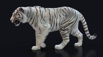 White Bengal Tiger walking cycle (Xgen-core)