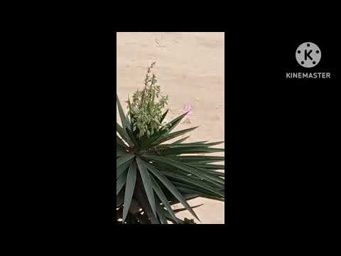 حبة حبة حبة كل شوية نكبر حبة