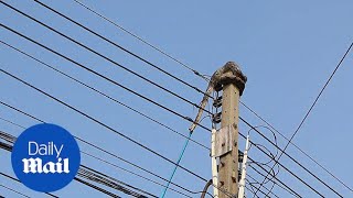 Men have two hour tug-of-war with 10ft PYTHON coiled round post - Daily Mail