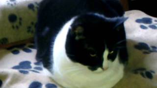 toby - the cat with kaleidoscope eyes