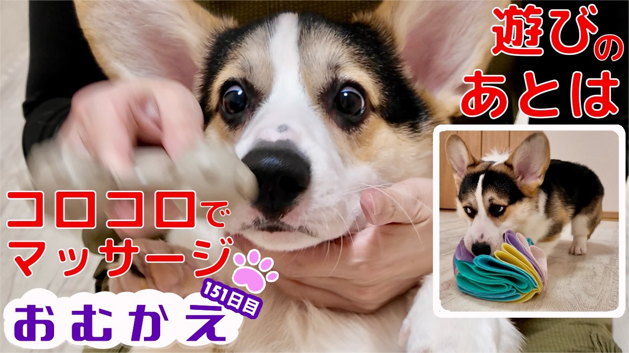 【コーギー】手作りフェルトボールで遊んだり　マッサージを受ける若黒コーギー【生後もうすぐ七ヶ月の子犬？若犬？】