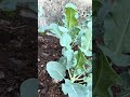 Day 42! Cold weather helping out the broccoli #soilhealth #garden #broccoli
