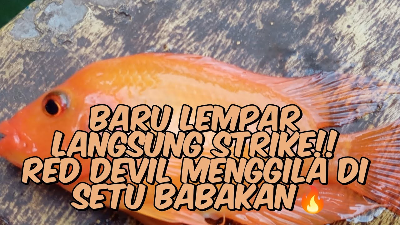 Strike Bertubi-tubi!! Mancing Ikan Red Devil di Setu Babakan Pakai Teknik Gloser + Umpan Udang Hidup