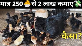 poultry farm business plan 💸 मात्र 250 चूज़े से 🐣 2 लाख कमाई #business