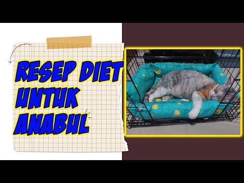 Video: Obesitas Feline: Cara Membantu Kucing Anda Langsing