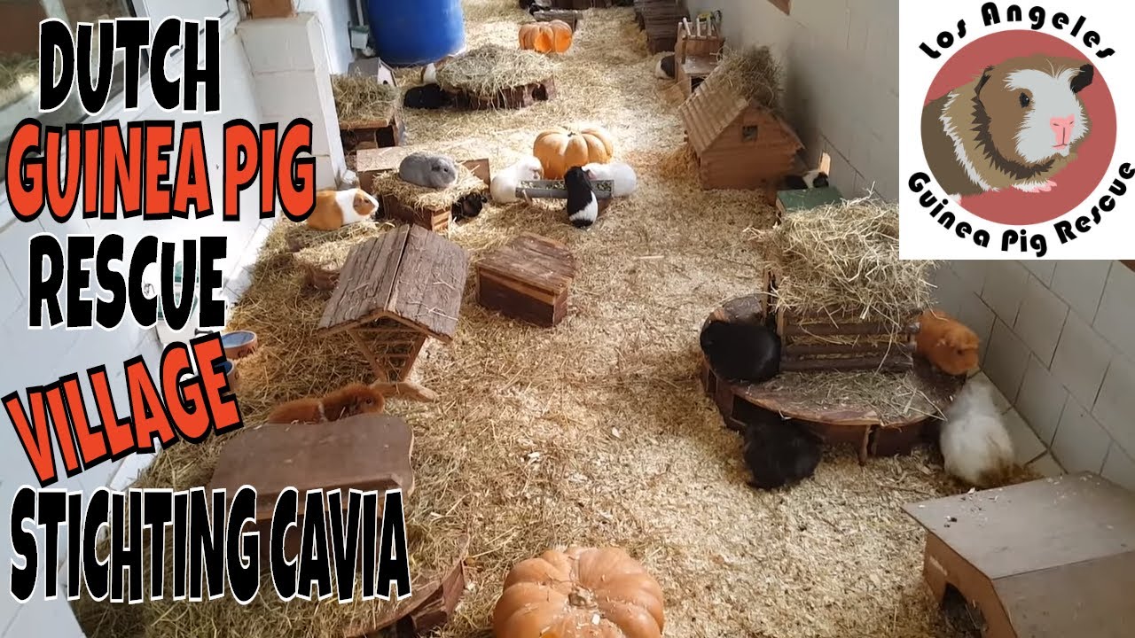 Saskia Visits Stichting Cavia Guinea Pig Village in the Netherlands YouTube