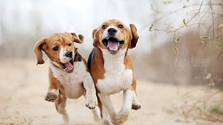 معلومات عن كلب البيجل BEAGLE 101 !!!!!