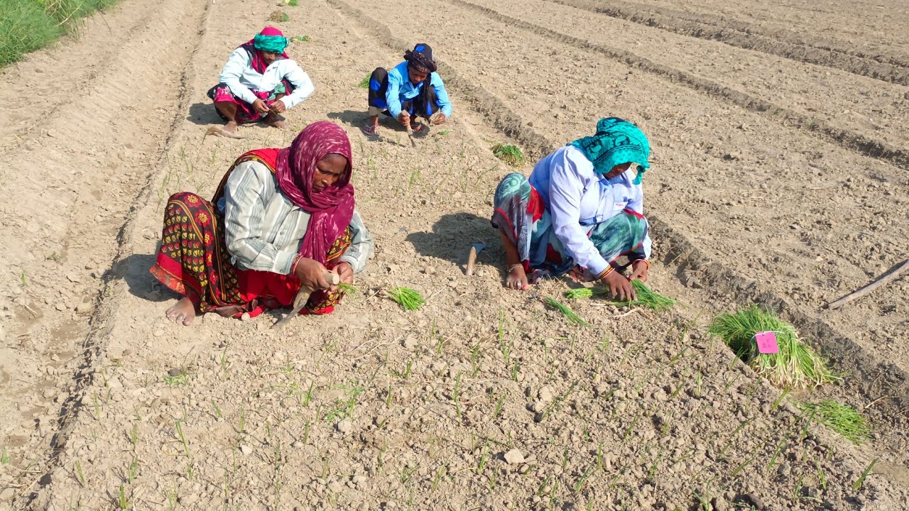 खरीफ प्याज की खेती, Onion farming in rainy season, बरसात में प्याज की खेती कैसे करें YouTube
