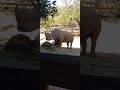 Rhino, Perth Zoo