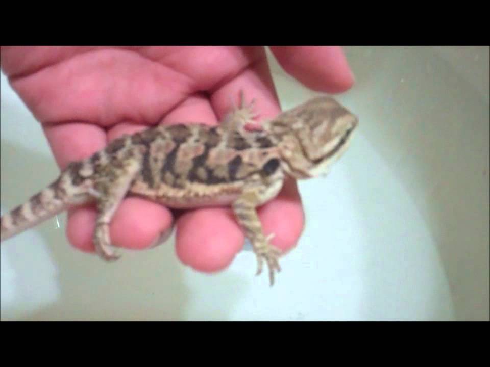 3 month old bearded dragon diet