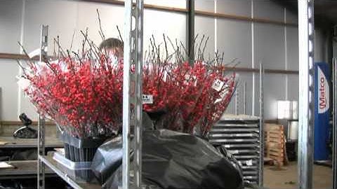 Streng Tuinplantenservice