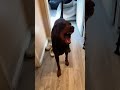Dogs dont understand the term of personal space😂#funnypets #dogmoments #viraldog #dogvideo #dog