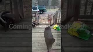 When Dog Brings Home New Friends.