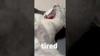 When Can I Finally Retire?