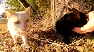ツヤツヤの黒猫をモフっていたらモチモチの白猫も寄ってきた
