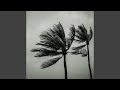 Palm tree