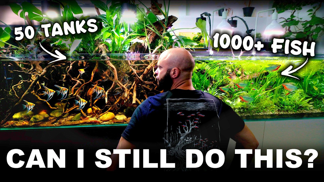A Realistic Day In My 50 Aquarium, 1000's of Fish Studio
