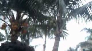 Po Ne Conta De Papa.wmv