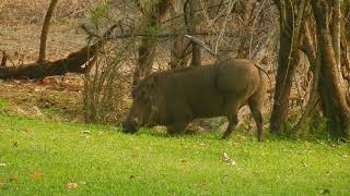 Warthog Walking On Knees