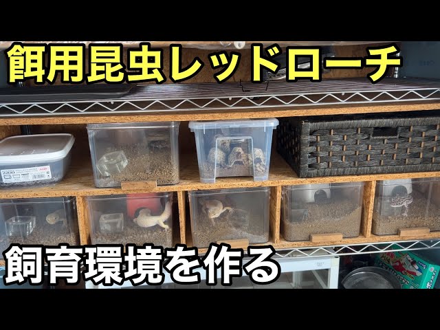 Setting Up a New Enclosure for Red Runner Roaches [Feeder Insects