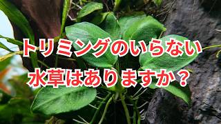 トリミングのいらない水草はありますか？