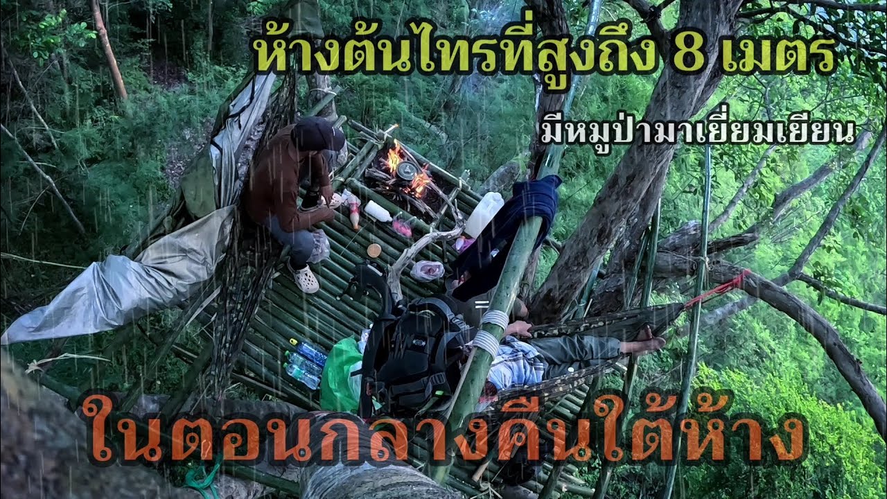 EP.352 ห้างต้นไทรที่สูงถึง 8 เมตรมีหมูป่ามาเยี่ยมเยียนในตอนกลางคืนใต้ห้าง