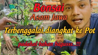 asem jawa // bonsai ukuran mame
