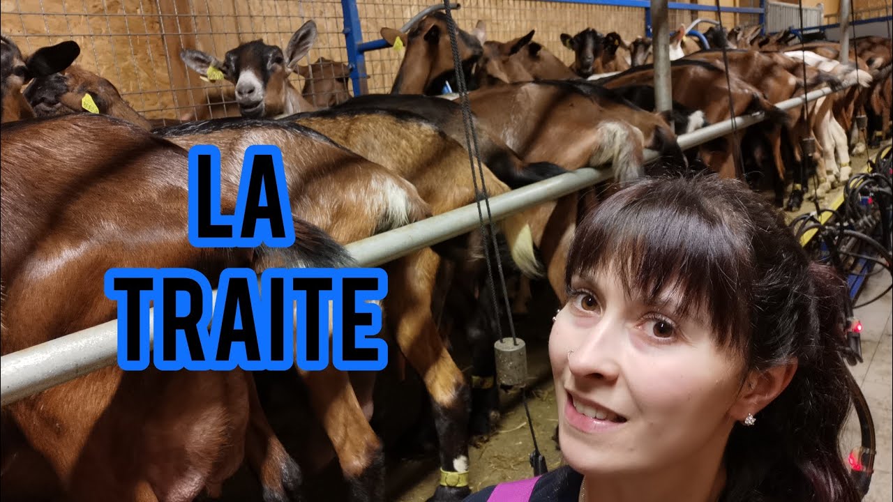 La traite des chèvres