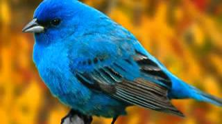 كان ياما كان من مسلسل ساره جاامده