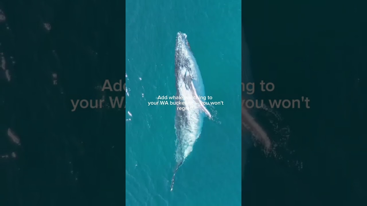Unreal Whale Moments You’ll Only See in Western Australia 