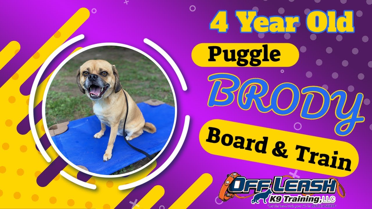 Brody, 4 Years, Puggle | Puggle Dog Training | Off Leash K9