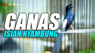 MURAI GACOR PEMANCING EMOSI ISIAN MEWAH SATU NAFAS BANYAK MATERI