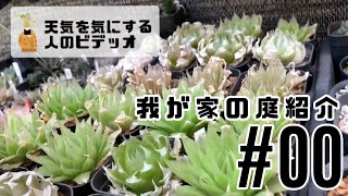 【塊根植物/多肉植物】 #00 - 我が家の庭紹介【コーデックス】