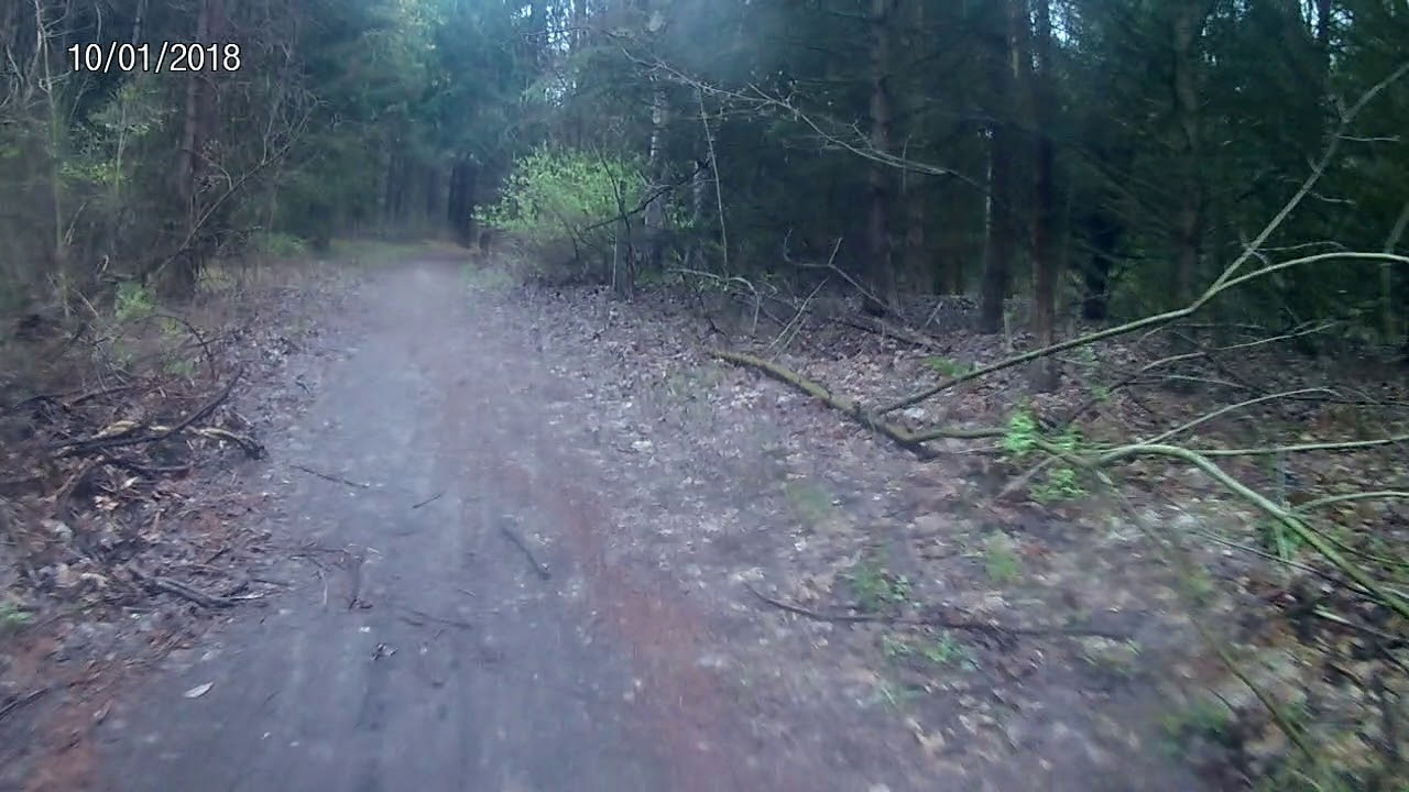 Two deer running Lakeshore MTB Friday morning