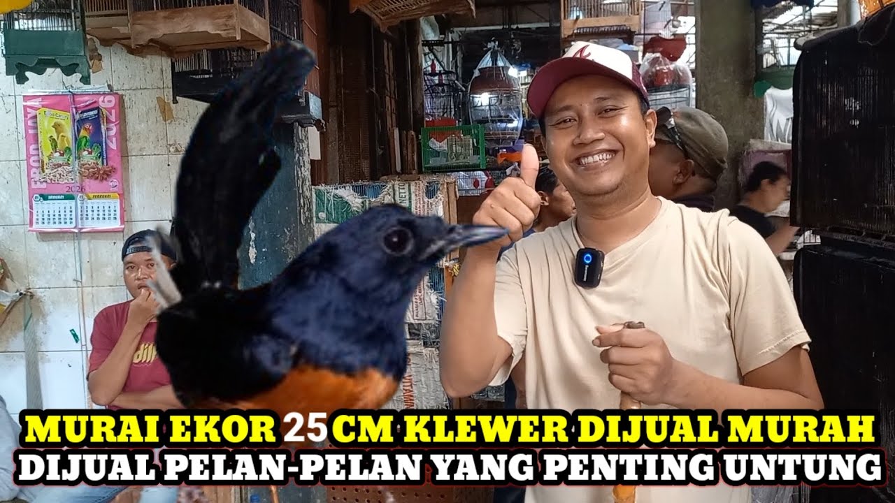 YANG PENTING ADA UNTUNG!!CEK HARGA BURUNG DIKIOS MANTO PASAR BURUNG PRAMUKA TERBARU HARI INI
