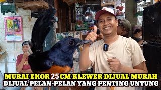 YANG PENTING ADA UNTUNG!!CEK HARGA BURUNG DIKIOS MANTO PASAR BURUNG PRAMUKA TERBARU HARI INI