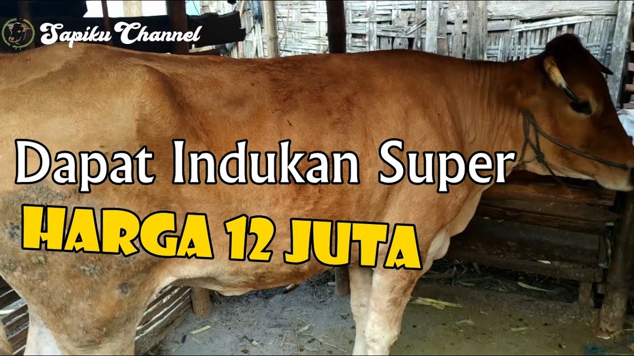 Harga 12 Juta Dapat Sapi Indukan Pegon Super Lho YouTube