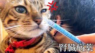 猫に液体薬を飲ませると激怒されます…