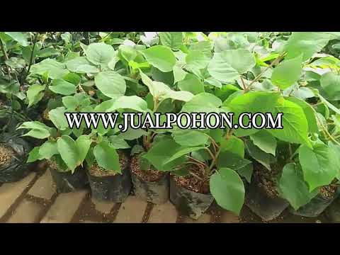 Bibit Kiwi Murah dan Berkualitas, Beli Sekarang!