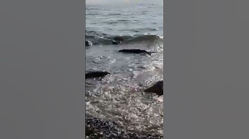 سورة الإخلاص بصوت خاشع #القرآن_الكريم #اكسبلور #لايك