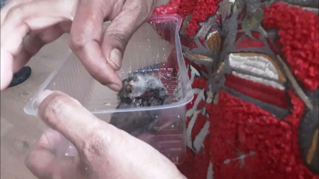 My Cat Hurt A Baby Bird YouTube my-cat-hurt-a-baby-bird-youtube