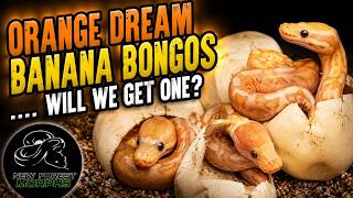 ORANGE DREAM BANANA BONGOS - DID WE HOT ONE PLUS ULTRAMEL DH DG PIEDS EGG CUT