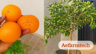 How I Transplanted My 4ft Mandarin Tree from Container to Ground | Easy Citrus Tree Guide