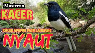 Pancingan KACER Apapun Pasti Langsung Nyaut