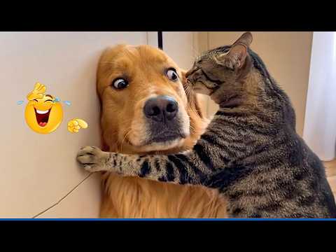 When God Sends You These Pets 😹🐶 You Will Die Laughing!