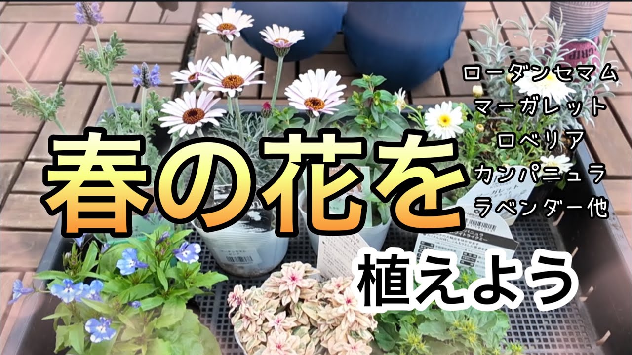 春の花をお迎え！ワクワク購入苗紹介/世界一美しい金魚草⁉︎水切れ