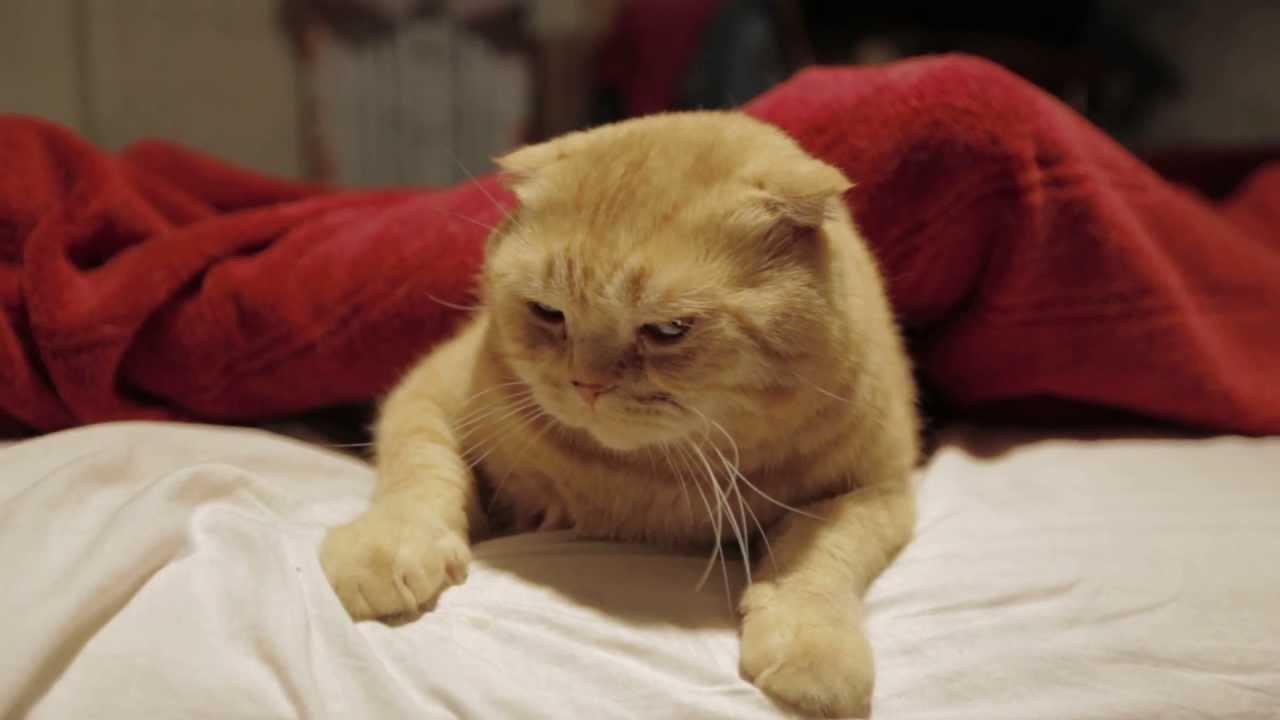 Видеотест профиля "Marvels Cine" камеры Canon 6D