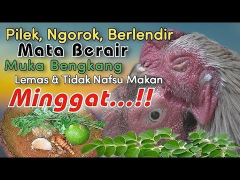 Obat Ayam Sakit Pilek, Ngorok, Berlendir, Susah Nafas, Mata Berair & Muka Bengkak | Sangat Ampuh